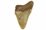 Juvenile Fossil Megalodon Tooth From Angola - Unusual Location #258583-1